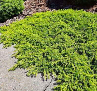 Parastais kadiķis 'Lemon Carpet'